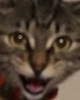 Screen Shot 2016-09-16 at 11.00.59 PM.png