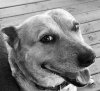 Doggy.jpeg