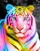 RainbowTheTiger.jpg
