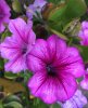 IMG_1282 Copy.jpg