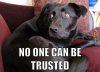 Animal-memes-april-fools-.jpg