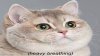 lolcat.jpg