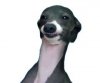 6b23a0d0a78f55223e9c20ae33212a91--dog-smiling-need-to-lose-weight.jpg