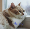 ImDxsFf.png