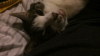 upload_2017-11-10_13-21-9.png