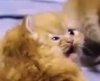 categtfo.jpg