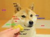doge.jpg