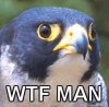 wtf man.jpg
