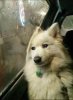 saddog.jpg