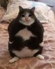 cat_that_cuts.jpg
