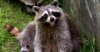 sick ass raccoon .jpg