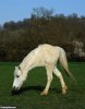 hors.jpg