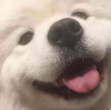 daggo.png