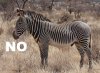 Grevy's_Zebra_Stallion.jpg