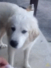 dogew.gif