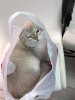 upload_2020-5-4_1-21-37.jpeg