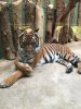 Tiger.jpg