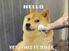 Doge.jpg