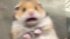 upload_2020-8-5_22-51-23.jpeg