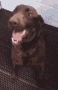tenord.gif
