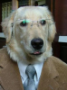 As+a+dog+person+this+makes+me+sad+because+my+_9954576b26eb0b8df8ea1e207a27609d.png