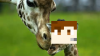 what...png