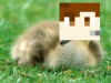 what..png