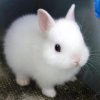 l-White-Bunny.jpg