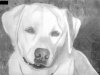 2013-11 Marshmallow Drawing by David JPEG - Copy.jpg