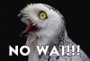 no-wai-owl.jpg