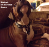 Dog Vines   Most Amazing 30 MINUTES of Dogs and Puppy Vines Compilation    YouTube.png