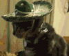 20183-que-cat-gif-nZNV.gif