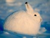 Bunny.jpg