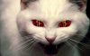 evil_cat_by_lonewolf9595-d47dn1d.jpg
