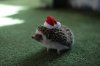 Hedgehog in Santa Hat.jpg