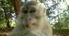 zoo-monkey.jpg