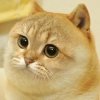 cate.jpg