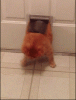 thick.gif