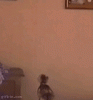 cats.gif