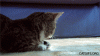 cats_lil_bub.gif