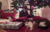 Shushu under the Tree.png