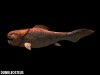 dunkleosteus_1.jpg