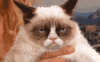 grumpycat.gif