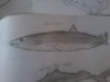 Desenele mele 019.jpg