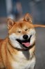 shiba_smile_by_elektra96-d53h82m.jpg
