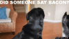 bacondog.gif