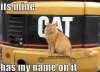 cat.jpg
