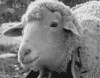 sheep-staring.gif