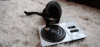 6Y6AQ8i.gif