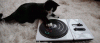 tumblr_m8dynhbpJ01qbbs8oo1_500.gif